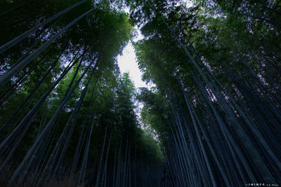 Low angle view of bamboo trees in forest