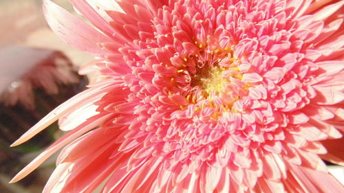 Close-up of red flower