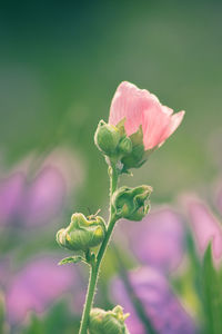 Close-up of red flowering plant