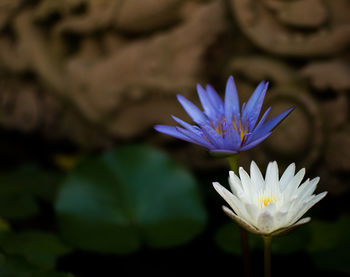 Close-up of water lily