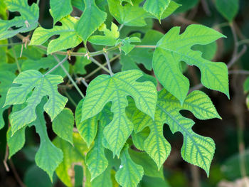 Close-up of green leaves on plant