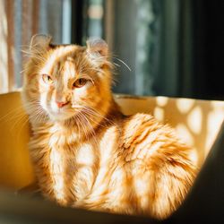 Close-up of a cat looking away