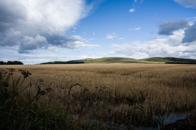 Scenic view of field against sky