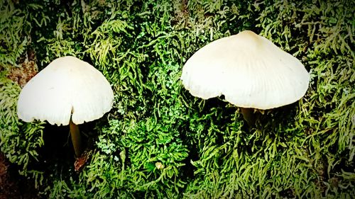 Trees growing on field