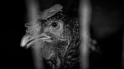 Close-up of rooster in cage