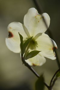 Close-up of white flowering plant