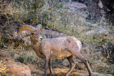 Side view of deer standing on field