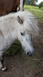 Close-up of horse on field