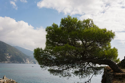 Tree by sea against sky