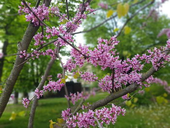 Close-up of pink flowers on branch