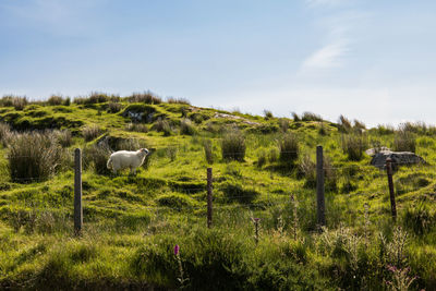 Cows grazing on field against sky