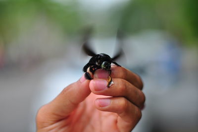 Close-up of hand holding insect