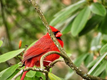 Bird perching on a branch