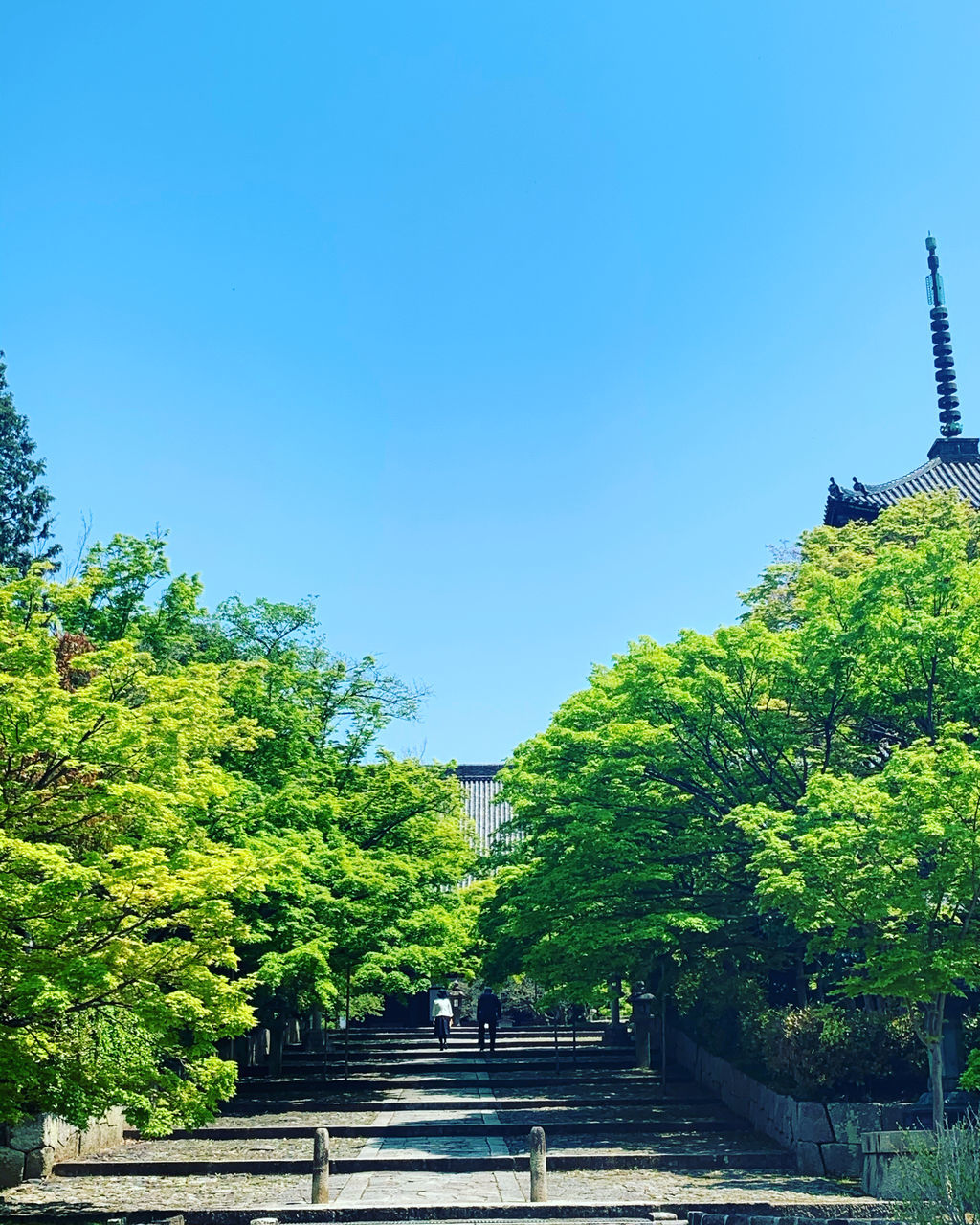 sky, tree, plant, architecture, clear sky, built structure, nature, day, growth, blue, direction, green color, copy space, no people, the way forward, staircase, low angle view, building exterior, outdoors, building