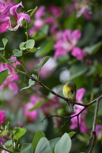 Bird perching on pink flowering plant