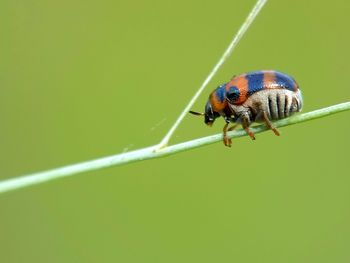 Close-up of insect on leaf