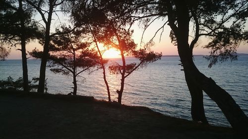 Silhouette trees on beach against sky during sunset