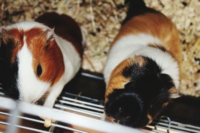 Close-up of guinea pigs