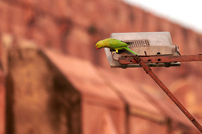 Close-up of bird perching on wood