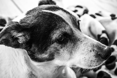 Close-up of dog looking away