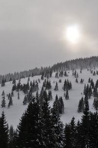 Trees in snow covered forest against sky