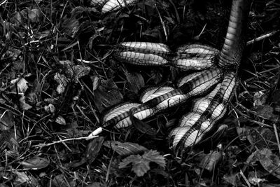 Close-up high angle view of snake