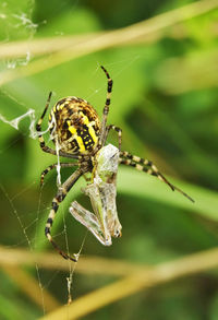 Close-up of wasp spider with prey in saxony