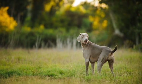 Weimaraner standing on grassy field