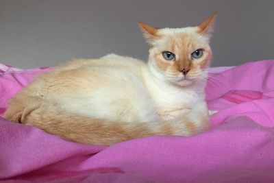 Portrait of cat resting on bed