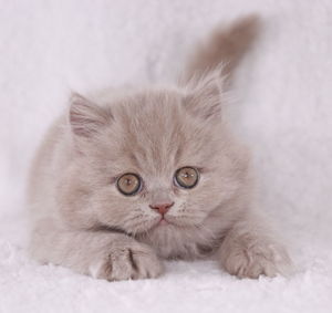 Close-up portrait of a cat