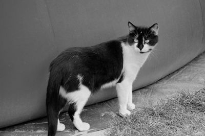 Portrait of cat sitting on floor