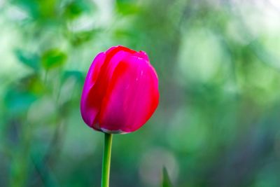 Close-up of tulip blooming outdoors