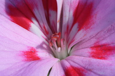 Close-up of flower blooming outdoors