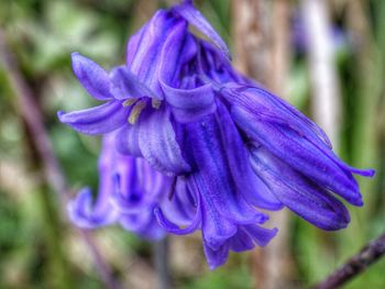 Close-up of purple flowers blooming