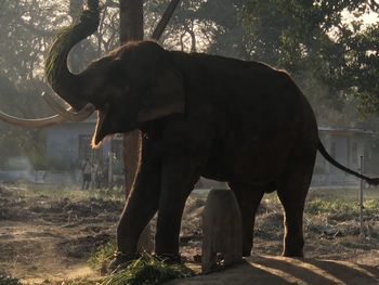 Elephant standing in a field