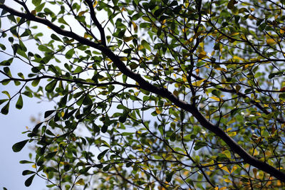 Low angle view of tree against sky