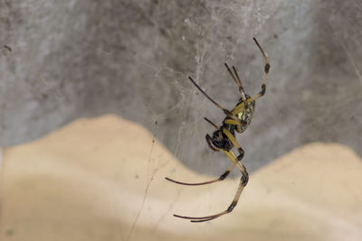 Close-up of spider