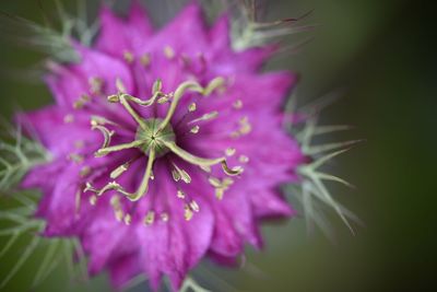 Close-up of pink flower