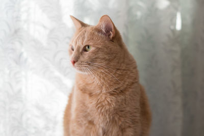 Close-up of cat sitting against curtain at home