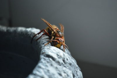 Close-up of insect on rock