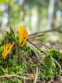 Close-up of yellow flowering plant