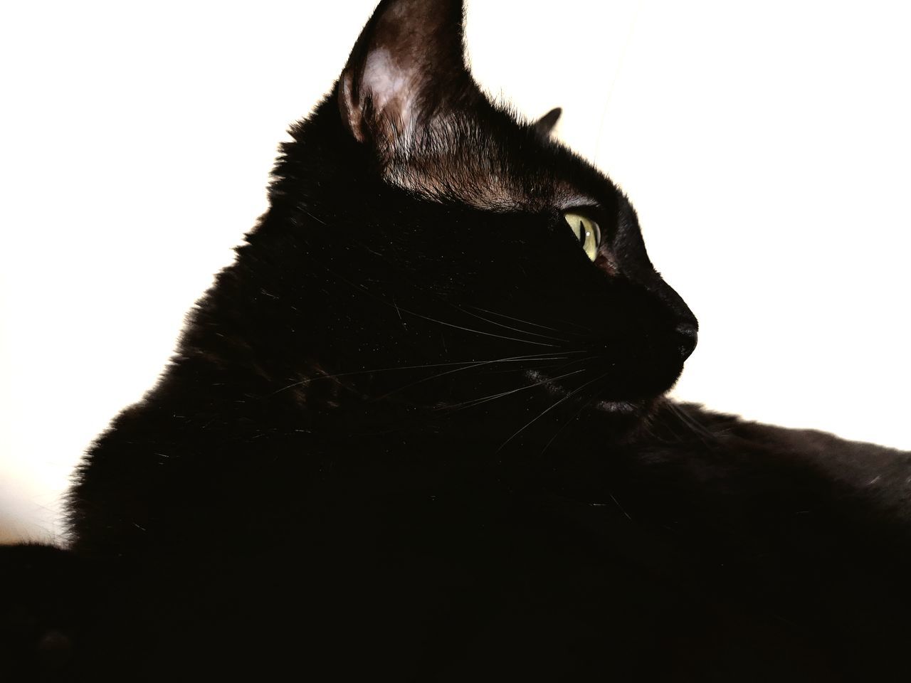 CLOSE-UP OF BLACK CAT