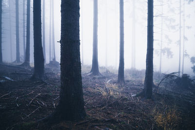 Trees in forest