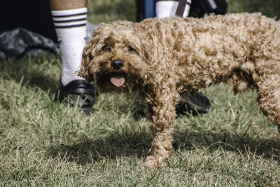 Dog running on grassy field