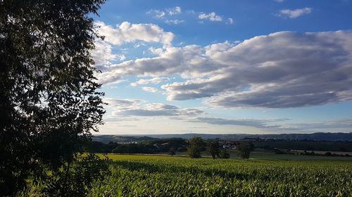 Scenic view of field against sky