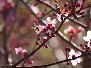 Close-up of cherry blossom