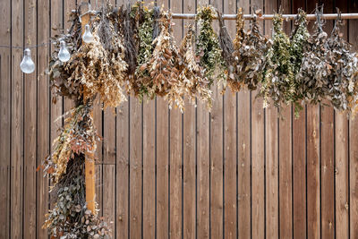 Close-up of plants hanging on fence