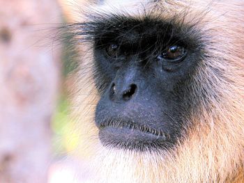 Close-up portrait of monkey