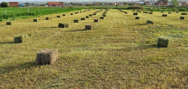 Hay bales on field