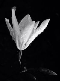 Close-up of water drops on flower
